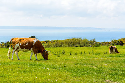 Cows standing on field by sea against sky