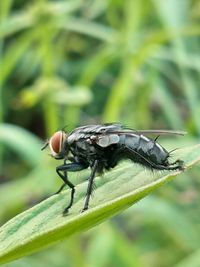 Close-up of fly on leaf