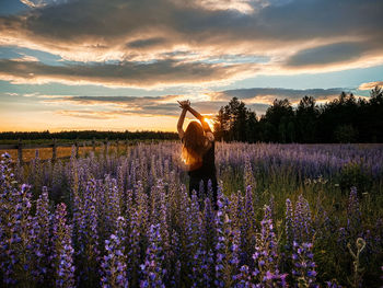 Scenic view of field against sky during sunset