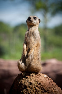 Meerkat relaxing on rock