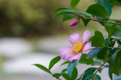 Close-up of pink flowering plant