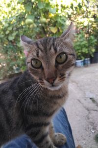 Close-up portrait of tabby cat