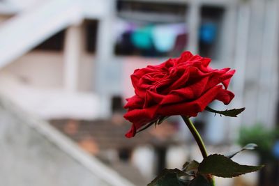 Close-up of red rose