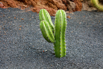 High angle view of succulent plant on field