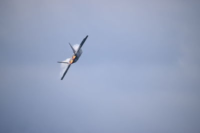 Low angle view of a bird flying