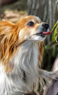 Close-up of a dog looking away