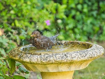 Close-up of bird perching on a plant