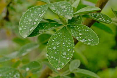 Close-up of raindrops on leaves