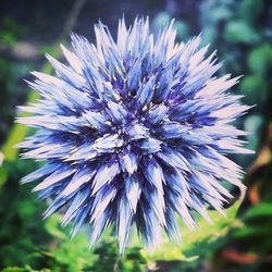 Close-up of dandelion