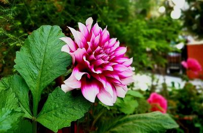 Close-up of pink flower blooming outdoors