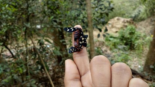 Human hand holding butterfly