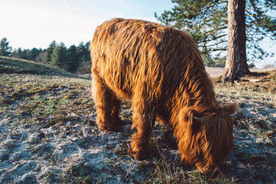 View of a dog on field