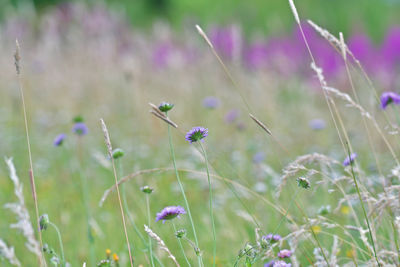 Close-up of purple flowering plants on land