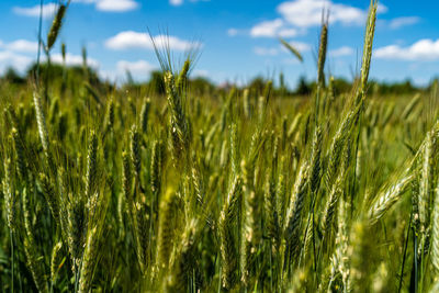 Close-up of stalks in field