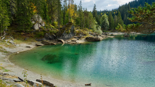 Scenic view of lake by trees in forest