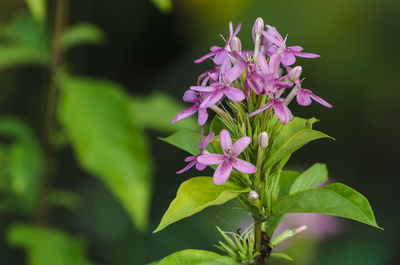 Close-up of purple flowers blooming outdoors