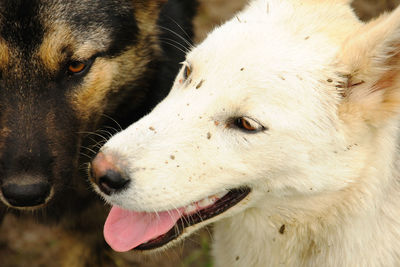 Close-up of dog looking away