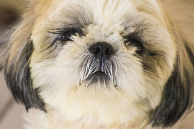 Close-up portrait of dog