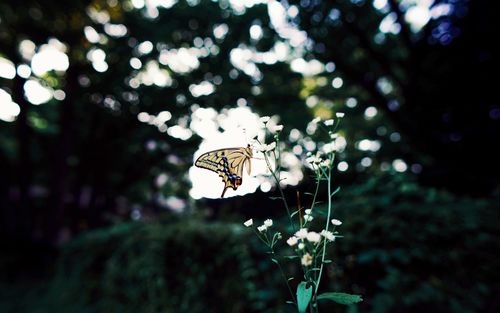 Close-up of butterfly on plant