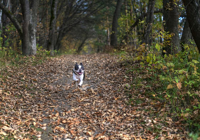 Dog running in park