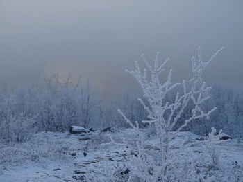 Snow covered land and trees against sky
