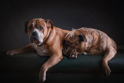 Portrait of dog against gray background