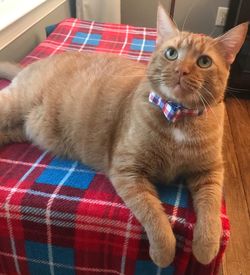 Portrait of cat relaxing on bed at home