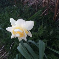 Close-up of white flowers blooming outdoors