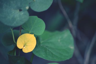 Close-up of yellow flowering plant leaves