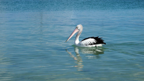 Swan in lake