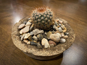High angle view of succulent plant on table