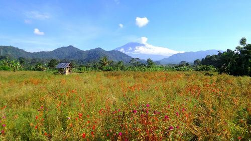 Scenic view of grassy field against sky