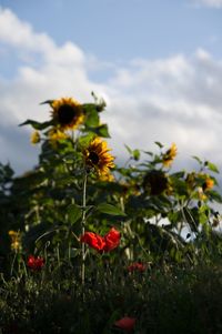 Close-up of red flowers blooming on field against sky