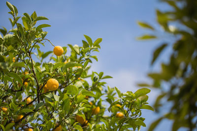 Low angle view of orange fruits growing on tree against sky