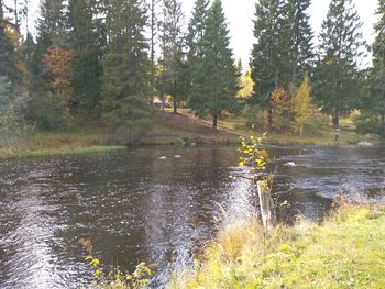 Scenic view of lake by trees in forest