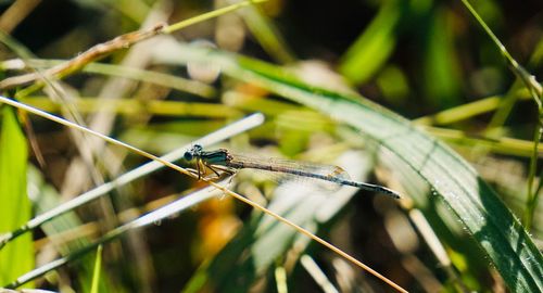 Close-up of dragonfly on blade of grass