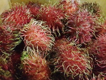 Close-up of coral in sea