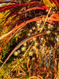 Close-up of plants growing on field