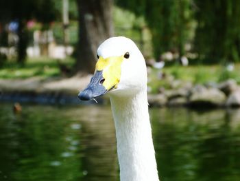 Close-up of swan swimming on lake