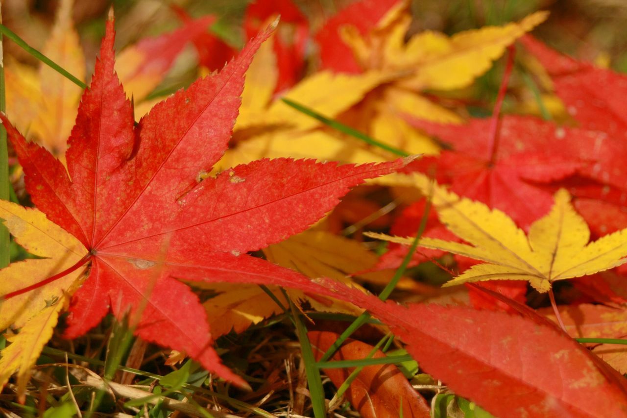 leaf, autumn, change, season, leaves, red, maple leaf, close-up, nature, focus on foreground, growth, leaf vein, orange color, beauty in nature, tranquility, natural pattern, day, outdoors, no people, branch