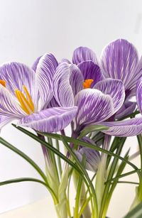 Close-up of purple crocus flowers