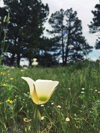 Close-up of flower blooming on field