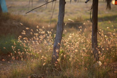 Close-up of flowering plants on field