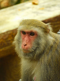 Close-up portrait of monkey