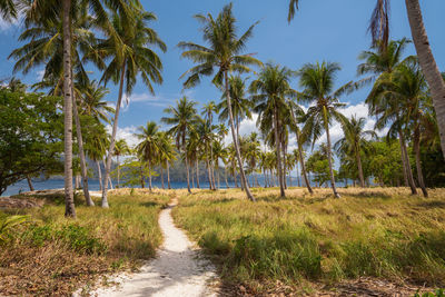 Panoramic view of palm trees on landscape against sky