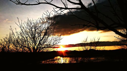 Silhouette of trees at sunset