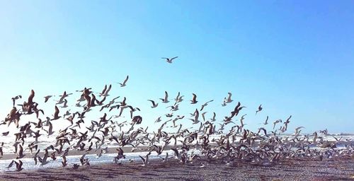 Birds flying over dark background