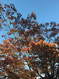 Low angle view of trees against blue sky