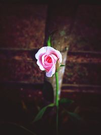 Close-up of pink rose