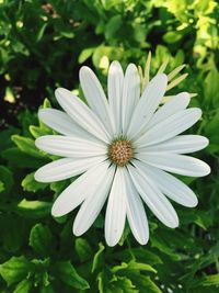 Close-up of white flower